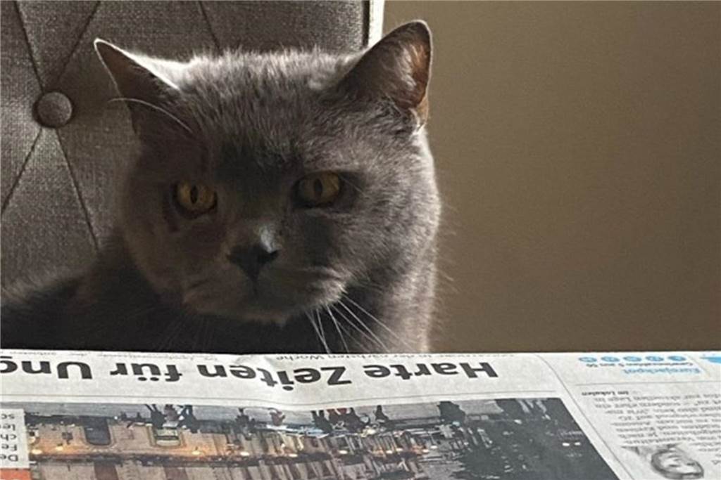 Eine Katze sitzt vor einer Zeitung.