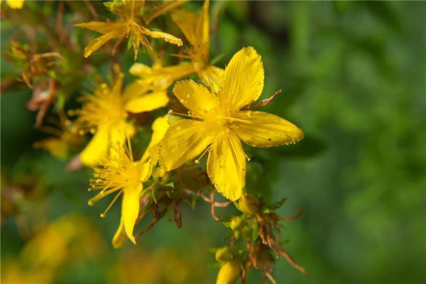 Für Johanniskraut aus der Drogerie fehlen Wirknachweise Johanniskrautpräparate sind unter anderem in Drogerien erhältlich. Die Wirkung dieser Produkte ist jedoch zweifelhaft. Foto: Andrea Warnecke/dpa-tmn/dpa