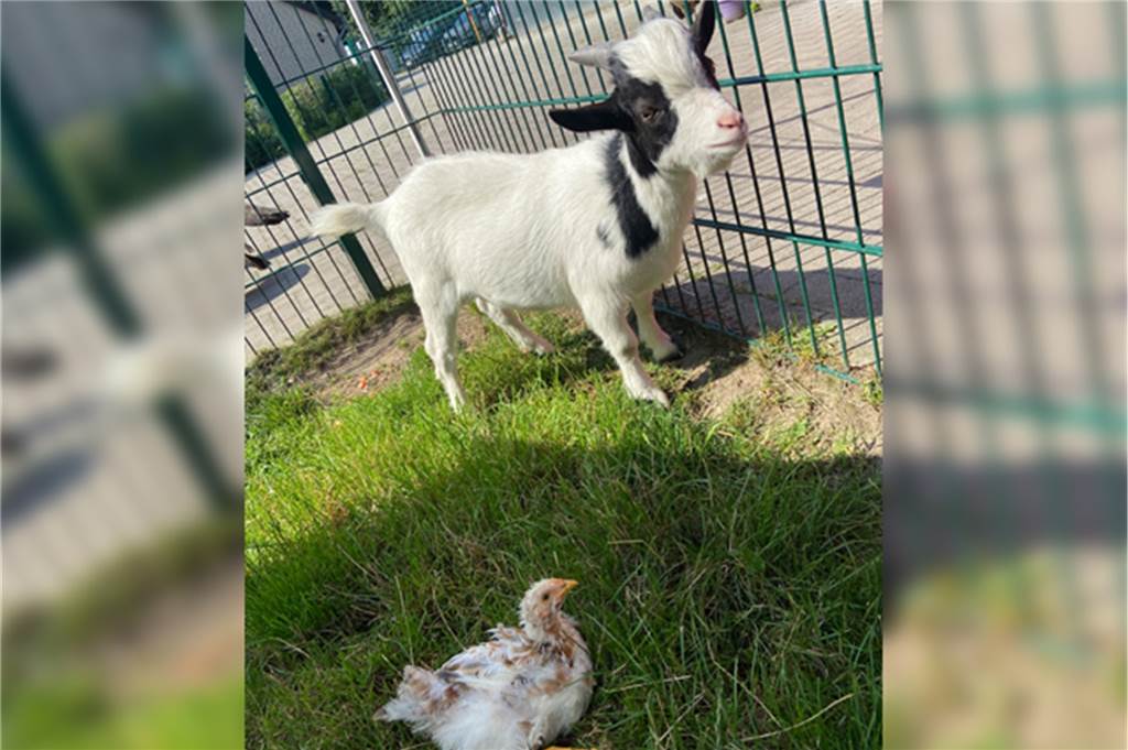 Ziegenbock „Joko“ modelt für Schokolade von prominentem Namensvetter Ein Ziegenbock und ein Küken im Dorstener Tierheim.