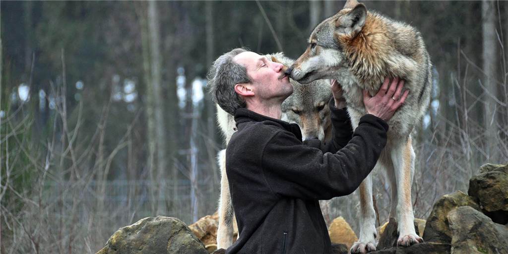 Haltern ist Wolfsterritorium - Jos de Bruin: „Die Anerkennung kommt zu spät“ Jos de Bruin mit einem Wolf