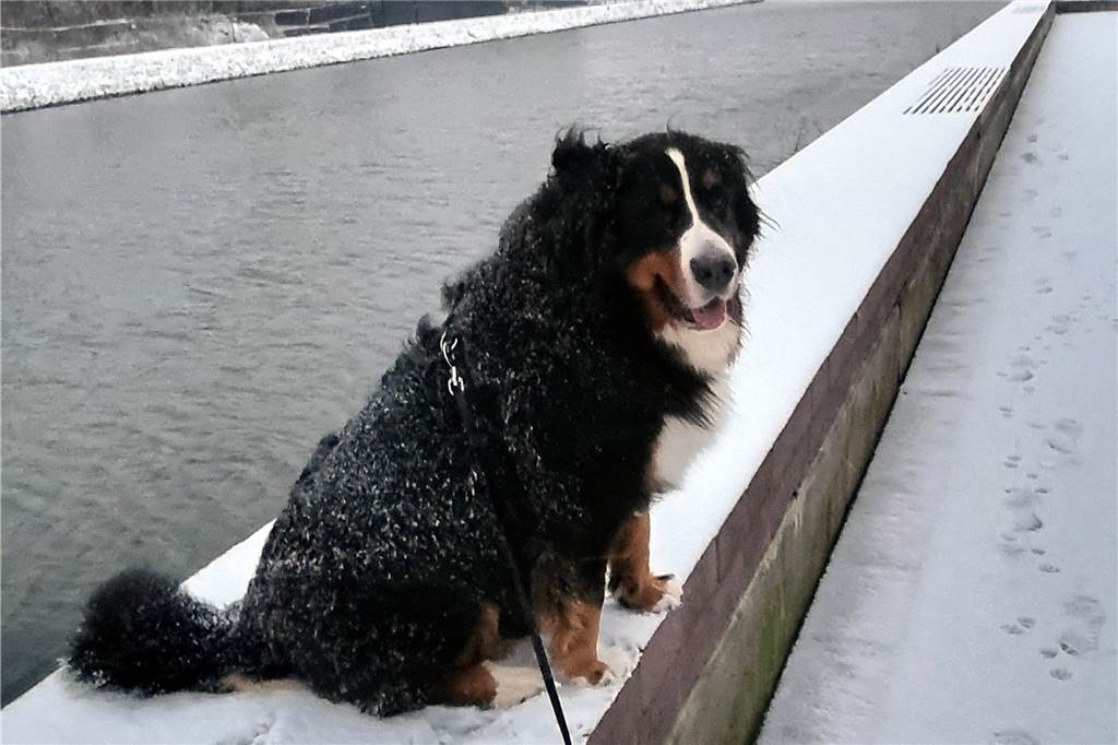 Jürgen Rickert aus Stadtlohn und sein Hund Anton haben einen Spaziergang im Schnee unternommen.