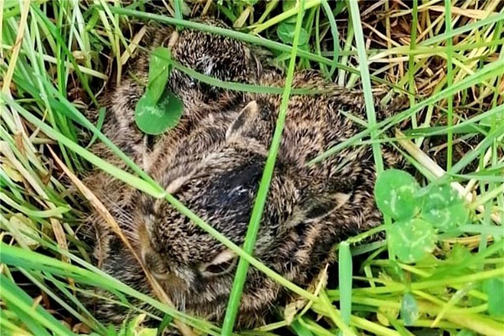 Kitzrettung Vreden rettet Wildtiere und bekommt Drohnenförderung vom Land Junge Hasen liegen im hohen Gras und warten auf die Häsin.