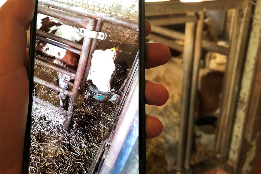 Kälbchen, die mit Wasser spielen - Kampmanns Tochter hat den von ihrem Vater angegebenen Grund für die Verschmutzung im Video festgehalten.