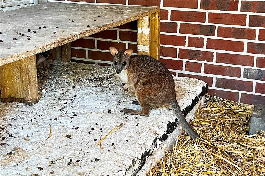 Niedliche Parmakängurus: Familie Keller hat ein besonderes Hobby Känguru "Jumper" sitzt im Stall und schaut in die Kamera.