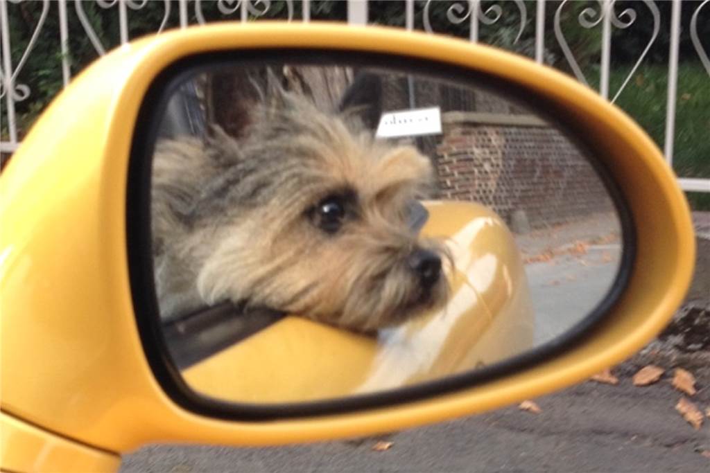 Blind und fröhlich: Terrier Kai Uwe meistert das Leben Kai Uwe liebt es Auto zu fahren.