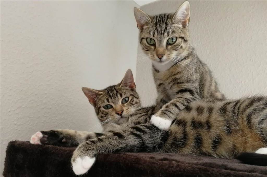 Zu sehen sind zwei Kater.