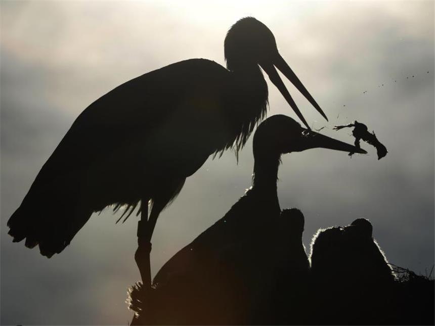 Flughafen will Storch-Abschuss beantragen Kampf um die Beute: Zwei Störche zanken sich um das Mittagessen. Foto: Felix Kästle