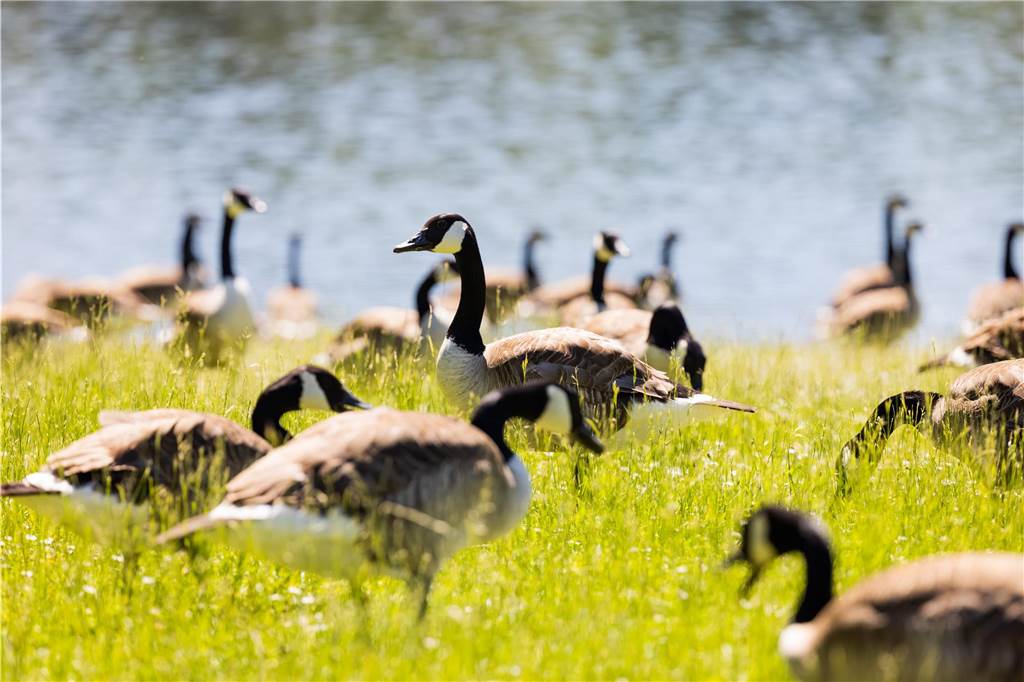 Kanada-Gänse vermehren sich in Deutschland.