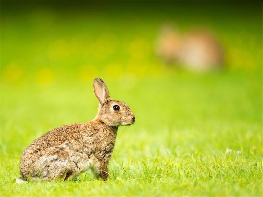 Vorsicht Sonne: Kaninchen sind hitzeempfindlich Kaninchen brauchen Schatten, sobald die Temperatur auf über 20 Grad steigt. Foto: Alexander Heinl