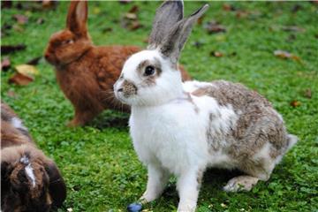 Kaninchen dürfen ab jetzt ins Außengehege: Halter sollten sie allerdings schrittweise ans frische Futter gewöhnen. Foto: Jennifer Jahns