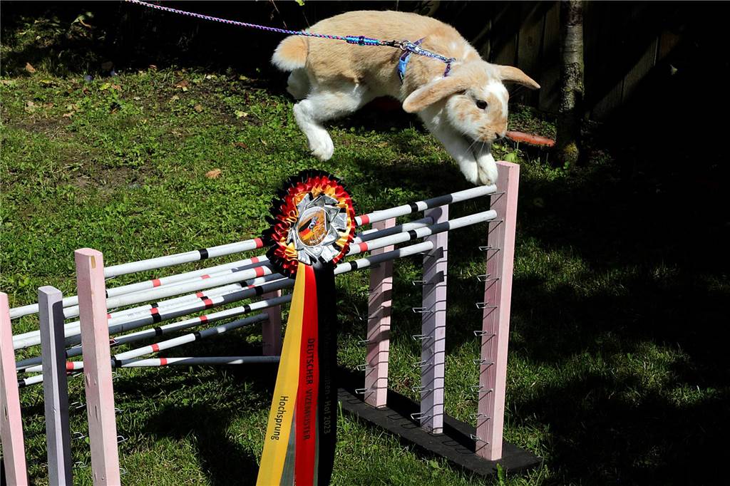 Deutscher Vizemeister: Kaninchen „Juicy“ springt 90 Zentimeter hoch Ein Kaninchen springt über ein Hindernis.