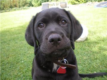 Kann man solchen Augen widerstehen? Kaum. Doch für viele Besitzer von Hunden ist bei der Hundesteuer die Schmerzgrenze erreicht, weitere Erhöhungen wollen viele nicht hinnehmen.