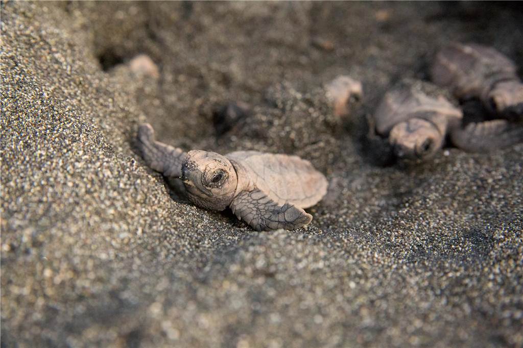 Von Marl nach Costa Rica: Christine Figgener rettet Meeresschildkröten Karettschildkrötenbabys am Strand.