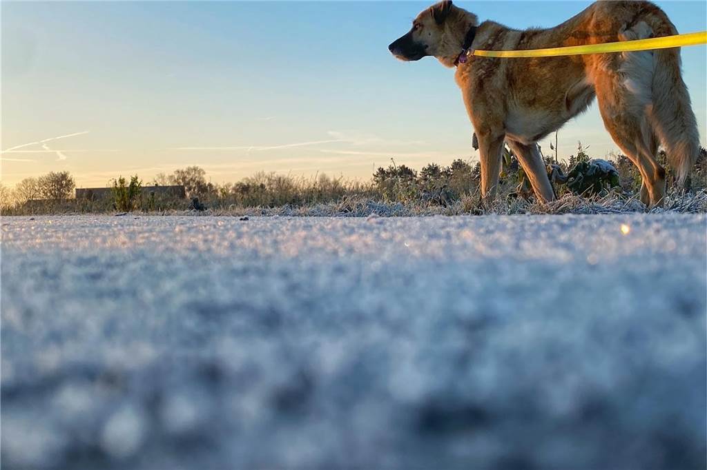 Karim Laouari hat seinen Hund bei einem Spaziergang mit dem frostigen Boden abgelichtet.