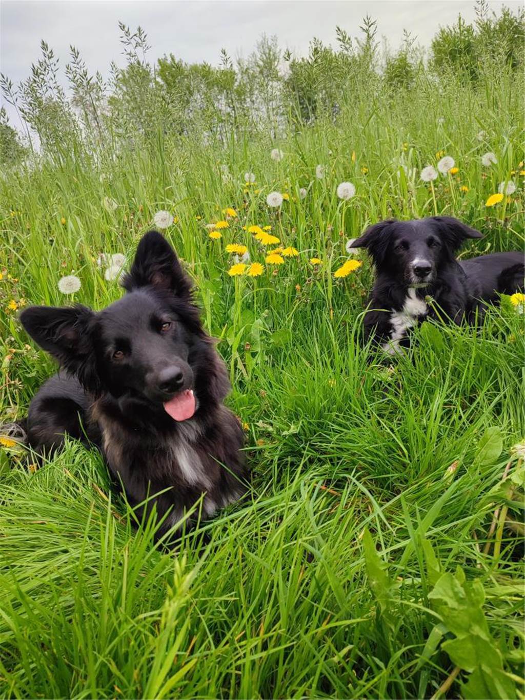 Karin hat uns dieses Bild von ihren Hündinnen Maja und Luna geschickt. 