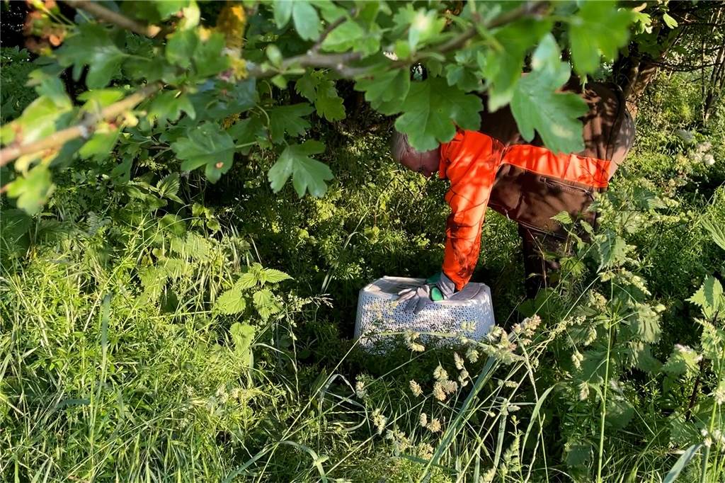 Karl Borgschulze legt das Kitzt an den Rand der Wiese unter einen Korb - so ist es vor den Mähfahrzeugen geschützt. Später wird das Tier zurückgesetzt.