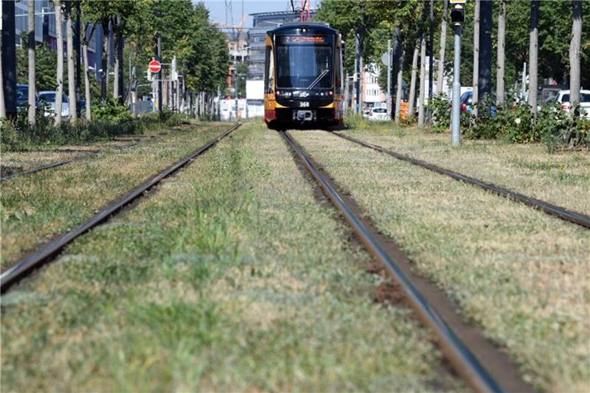 Karlsruher Straßenbahntrassen sollen, wo immer möglich, zu grünen Rasentrassen werden. Foto: Uli Deck