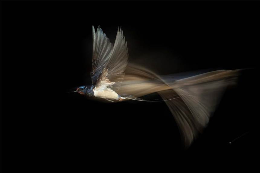 Karsten Mosebachs und Bernhard Volmers Foto von der „Turbo-Rauchschwalbe" ist der Gesamtsieger beim Wettbewerb „GDT Naturfotograf des Jahres 2021".