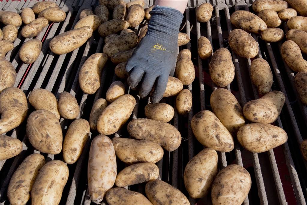 Dürresommer schmälern die Ernte und lassen Landwirte neue Wege suchen Kartoffelernte