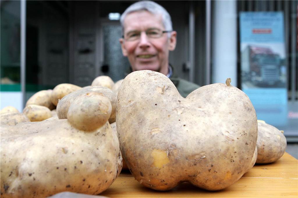 Ein Mann präsentiert Kartoffeln. 