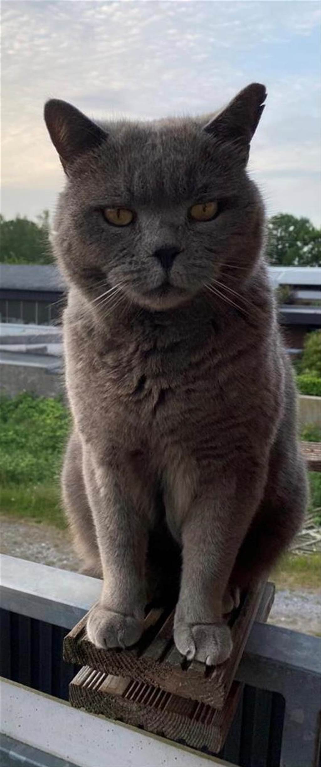Wo ist Kater Fin? Nachbar setzt entlaufenes Tier im Wald aus Kater Fin