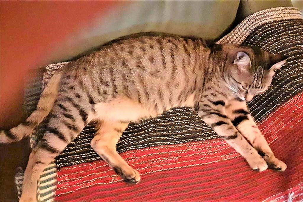 Kleines Wunder: Anita Junghold-Petry hält ihre totgeglaubte Katze im Arm Kater Jimi wird noch vermisst. Anita Junghold-Petry hofft, dass sich die Finder noch bei ihr melden werden.
