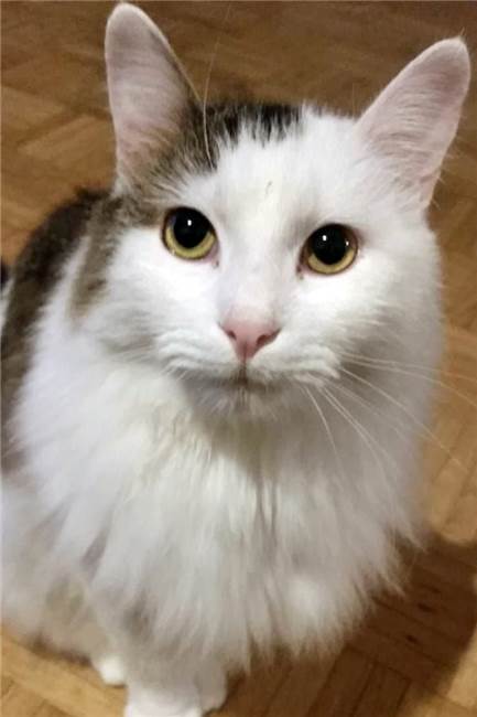 Katze in Lünen überfahren und direkt entsorgt - trotz Chip wurden Besitzer nicht informiert Kater Loui wurde überfahren und entsorgt. Seine Familie erhielt trotz eines Chips im Ohr keine Nachricht.