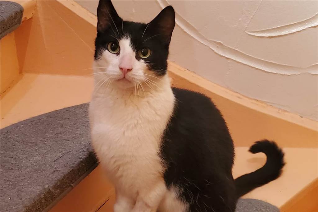 Kater Monty ist wieder putzmunter und konnte von den Lüner Tierschützern erfolgreich vermittelt werden.
