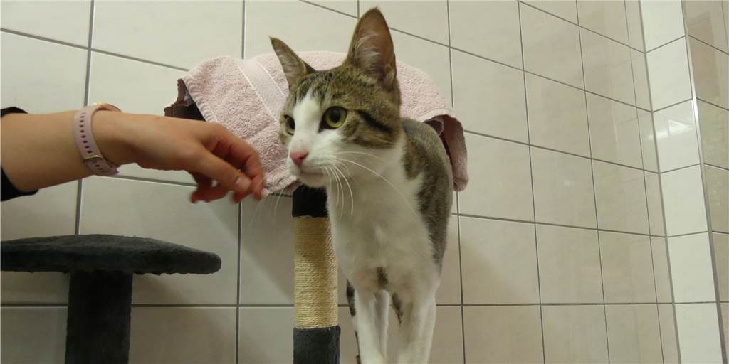 Tierschicksale bewegen Anne Hochsattel (76): „Ich kenne die Misere!“ Kater Spooky im Tierheim Schwerte