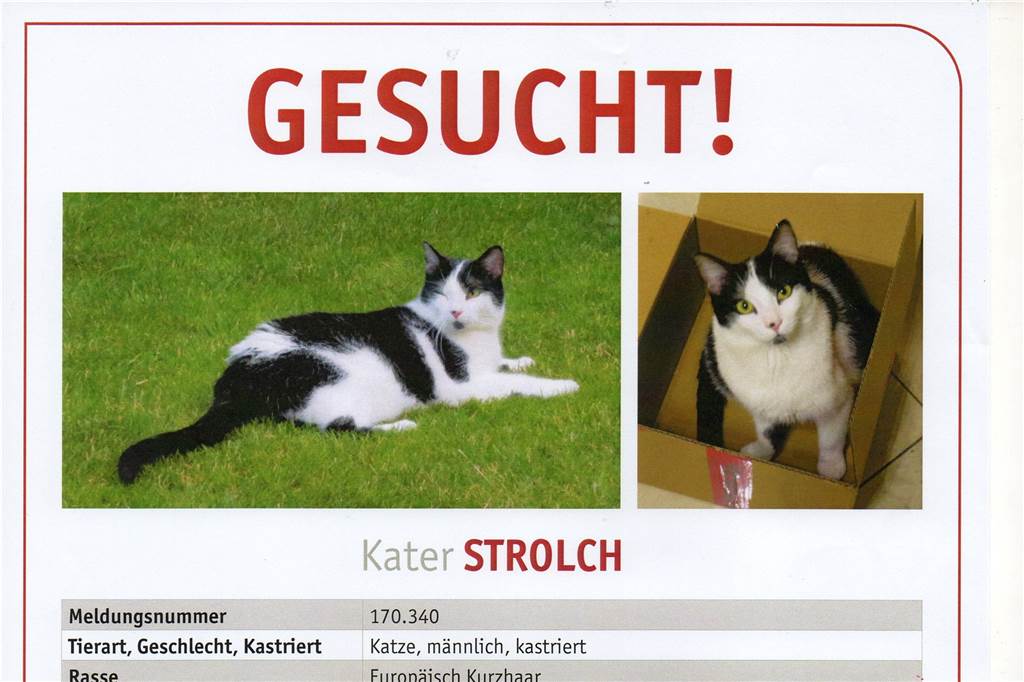 Kater Strolch von Familie Renner, hier auf dem Tasso-Suchplakat, ist im Juni 2016 in Menglinghausen verschwunden und wird noch immer schmerzlich vermisst.