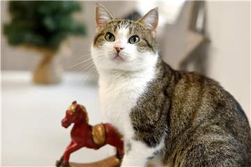 Kater Sully