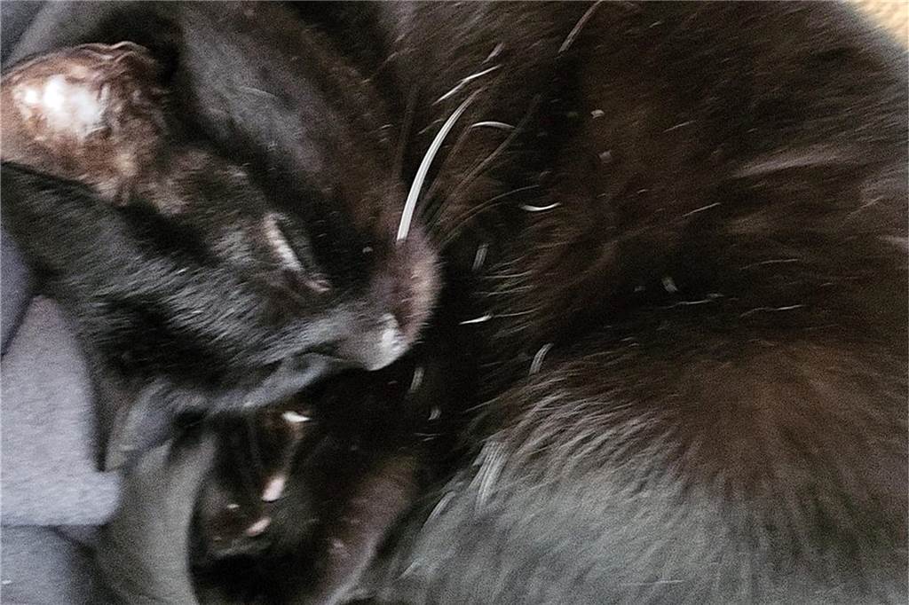 Eine Katze schläft.