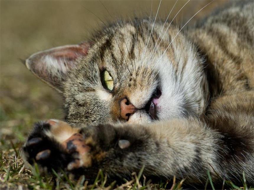 Katze, Huhn und Mensch: Wie gefährlich ist die Vogelgrippe? Katzen dürfen auch in Vogelgrippe-Gebieten durch die Gegend streunen. Foto: Patrick Pleul