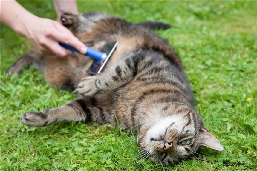 Hunden und Katzen beim Fellwechsel unterstützen Katzen mögen es, beim Fellwechsel gebürstet zu werden. Foto: Kai Remmers