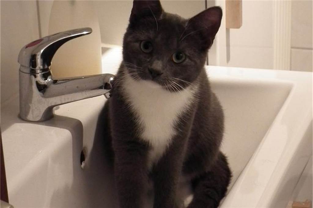 So sparen Sie warmes Wasser im Haushalt ein „Katzenwäsche“ muss nicht sein – es gibt andere Möglichkeiten, wie sich Warmwasser daheim einsparen lässt.