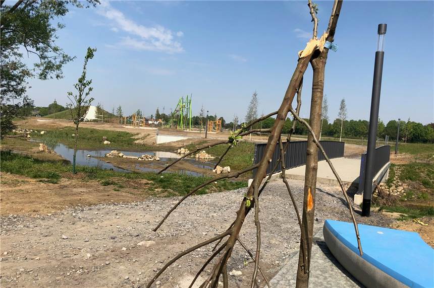 Randalierer brechen neu gepflanzten Baum im Selmer Auenpark ab Kaum gepflanzt und schon wieder beschädigt: Im Auenpark haben Unbekannte einen Baum abgeknickt. Er muss ersetzt werden.