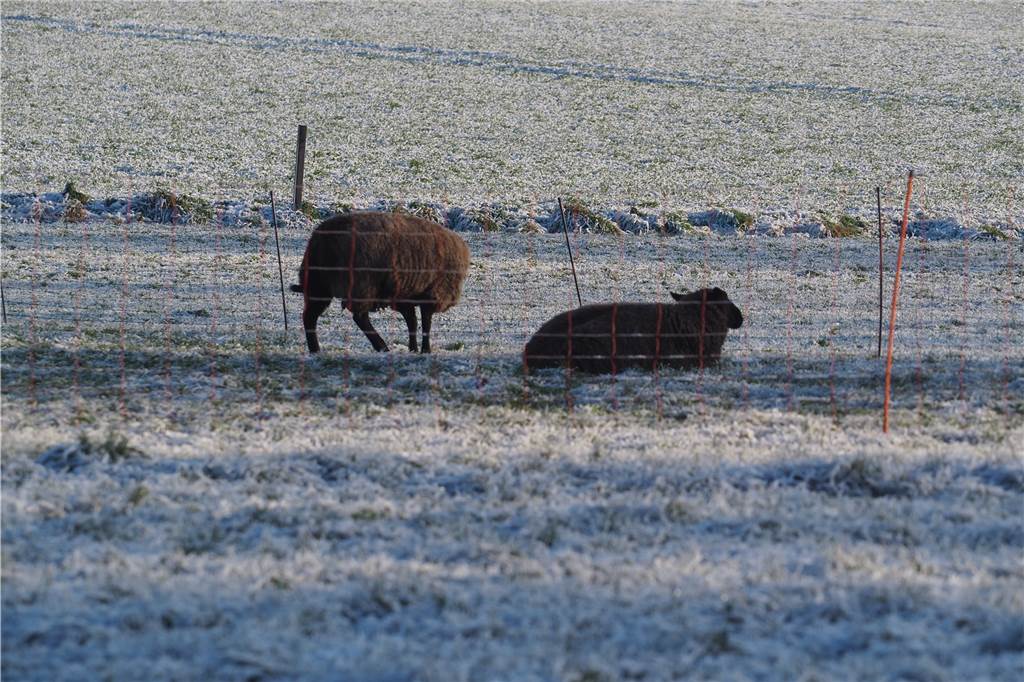 Kein Meckern von diesen Schafen wegen dem Frost auf ihren Wiesen.
