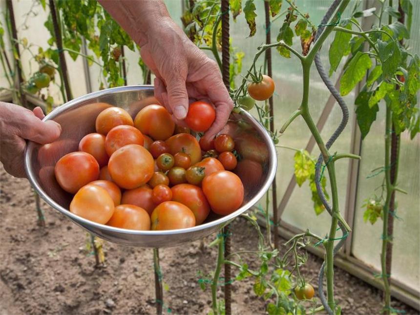Samtflecken an Tomate: Gewächshaus besser lüften Keine Sorge: Befällt die Samtfleckenkrankheit Tomatenpflanzen im Gewächshaus, ist die Ernte in der Regel nicht gefährdet. Foto: Kai Remmers/dpa-tmn