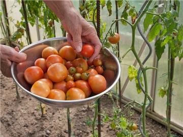 Keine Sorge: Befällt die Samtfleckenkrankheit Tomatenpflanzen im Gewächshaus, ist die Ernte in der Regel nicht gefährdet. Foto: Kai Remmers/dpa-tmn