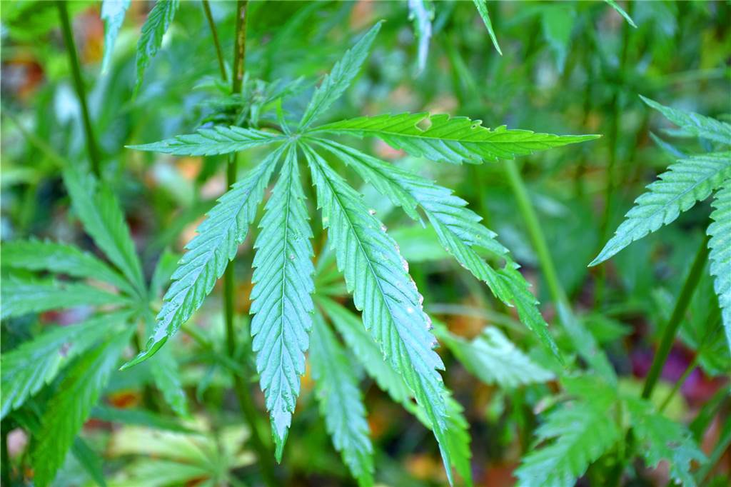 Keine Verwechslung möglich: Auf sechs Hektar Fläche gedeihen im Ahauser Norden die Hanfpflanzen. THC enthalten sie trotzdem nicht. 