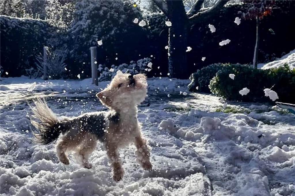 Kerstin Wellekötters Yorkie-Hündin Millie erlebt in Wessum zum ersten Mal Schnee!