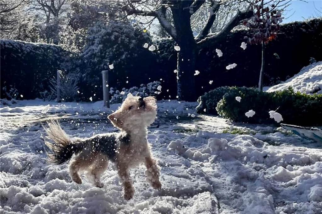 Kerstin Wellekötters Yorkie-Hündin Millie erlebte in Wessum zum ersten Mal Schnee!