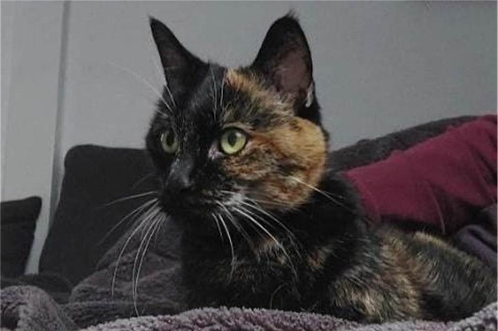 Eine schwarz-braune Katze schaut in die Ferne.