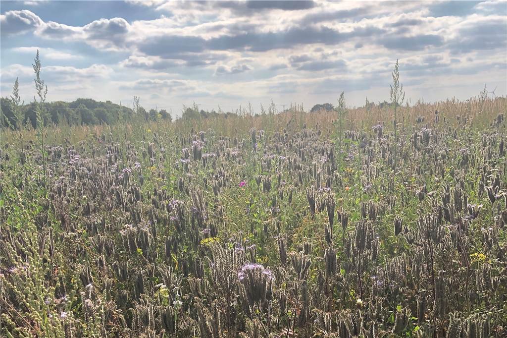 Olfener Landwirte engagieren sich mit bunten Blühstreifen für den Naturschutz Klatschmohn und Sonnenblumen stecken in der Blütenmischung, die Fabian Schulte im Busch ausgesät hat.