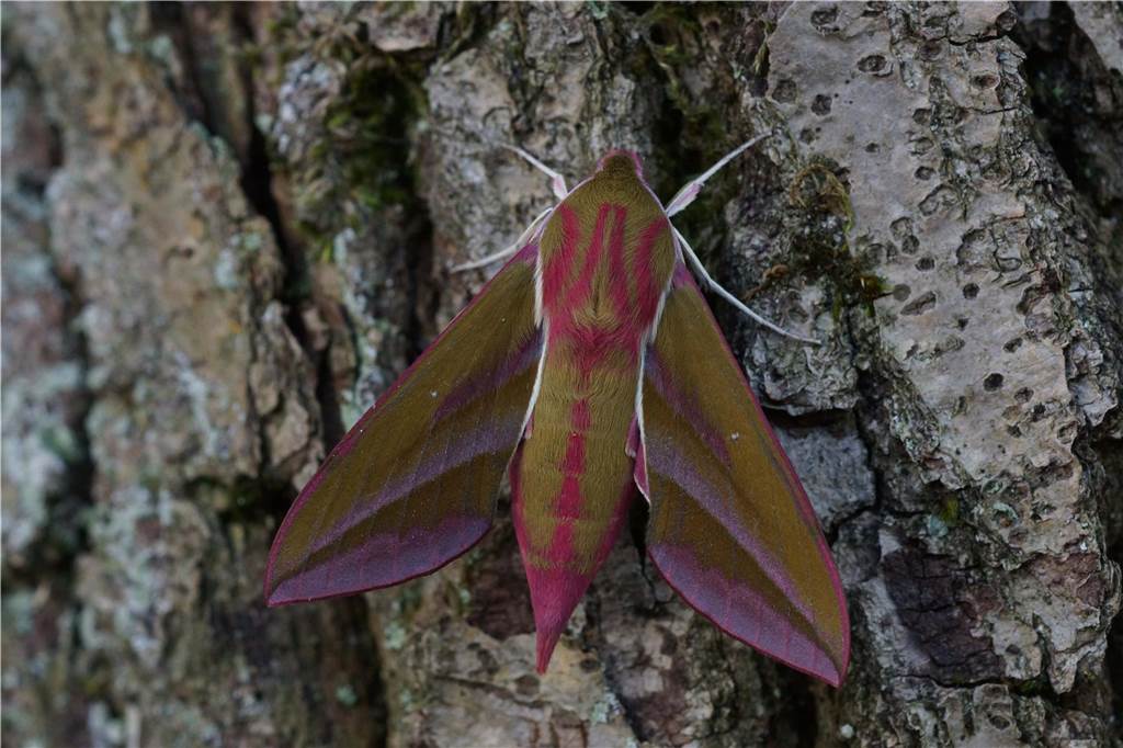 Klaus-Bernhard Kühnapfel aus Kamen hat den Mittleren Weinschwärmer fotografiert: die Schönheitskönigin unter den heimischen Nachtfaltern. Der fertige Schmetterling ist etwas kleiner als die rätselhafte Raupe, die er mal war.