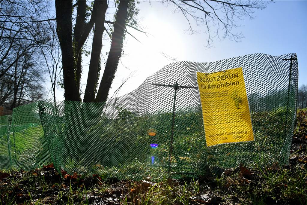 Krötenwanderung im März: Die Waldschule Cappenberg ist bereit Kleine grüne Zäune entlang des Dreischfeld: 350 Meter Amphibienzäune baute die Waldschule Cappenberg im Februar auf.