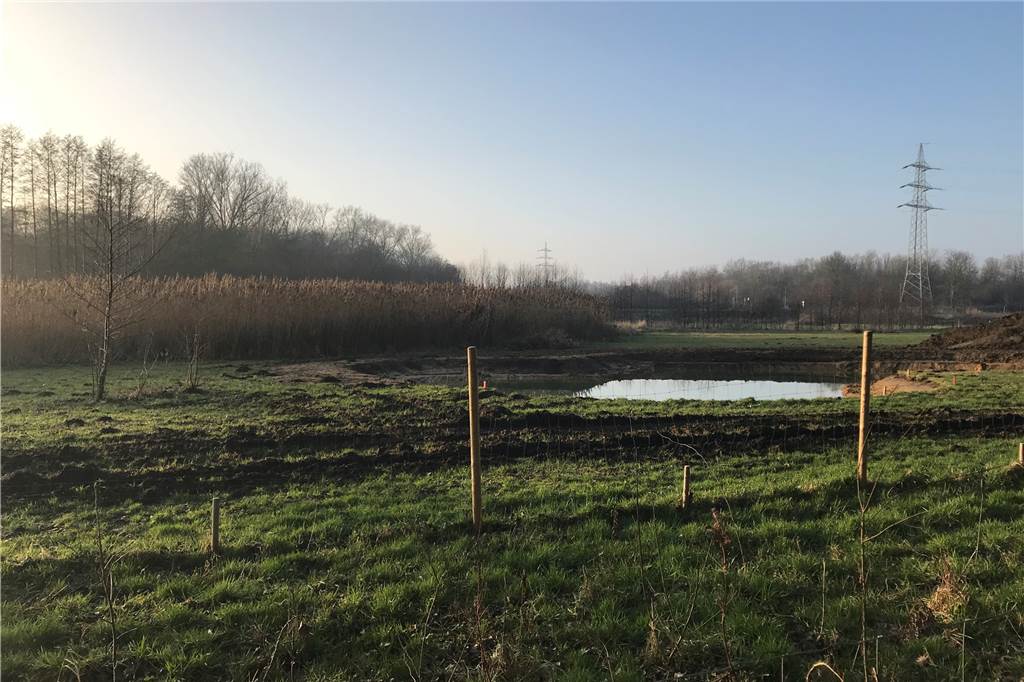Verfärbung des Selmer Bachs: Das ist der Grund für das trübe Wasser Kleine Weiher wie dieser dienen der Natur.