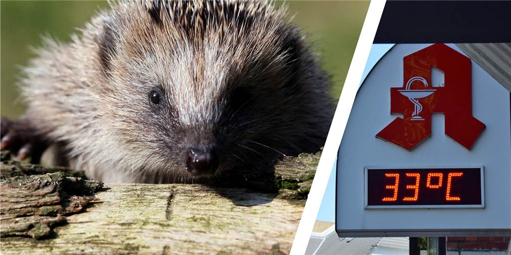 Auch Tiere brauchen Wasser: Hier sind die Castrop-Rauxeler gefragt! Ein Igel und daneben in der Montage eine Temperaturanzeige der Apotheke.