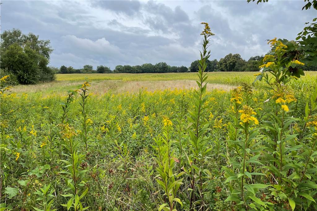 Bürgerentscheide in Lünen: Die wichtigsten Fragen und Antworten Klöters Feld.