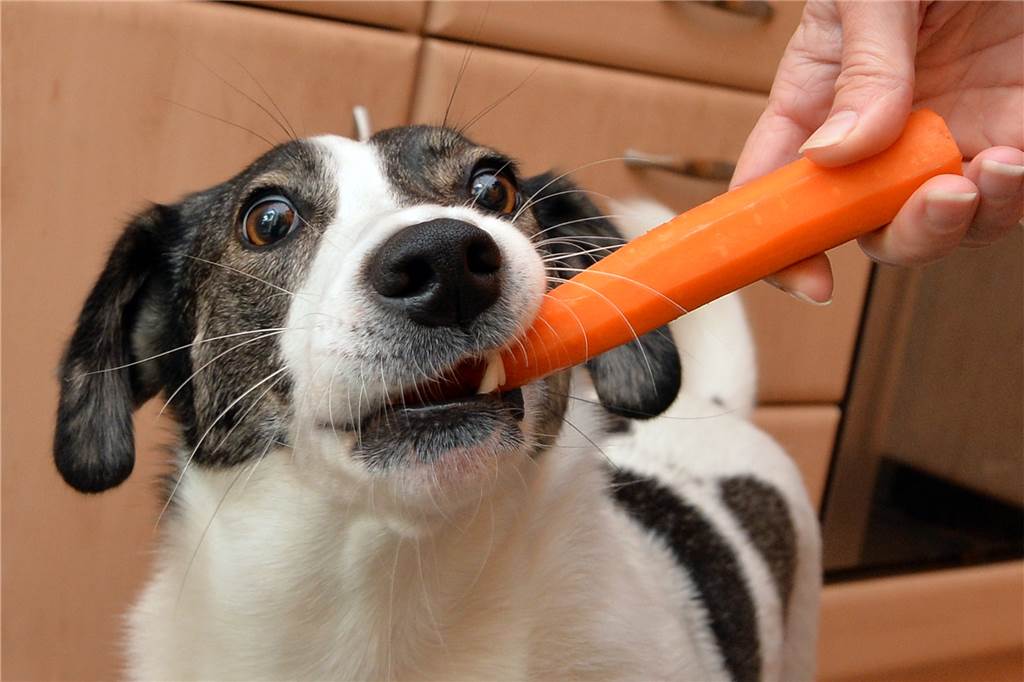 Kann eine vegane Ernährung auch fürs Haustier gesund sein? Das raten zwei Expertinnen Knackige Möhre statt eines Knochens: Viele Veganer möchten aus ethischen Gründen auch ihre Haustiere vegan ernähren.